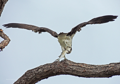 do osprey eat birds